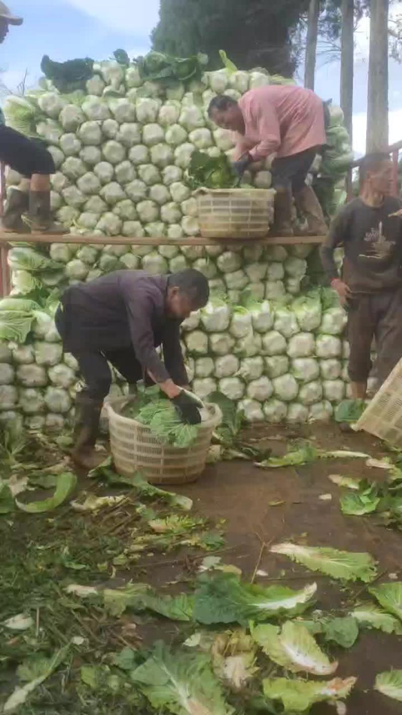 云南陆良山地大白菜
