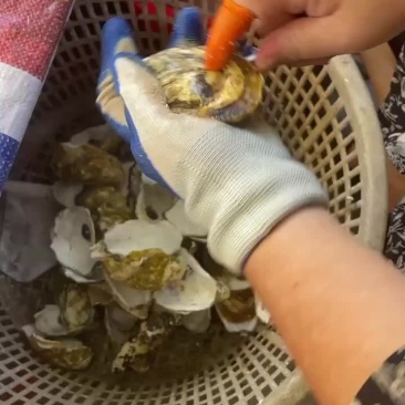 生蚝