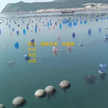 扇贝