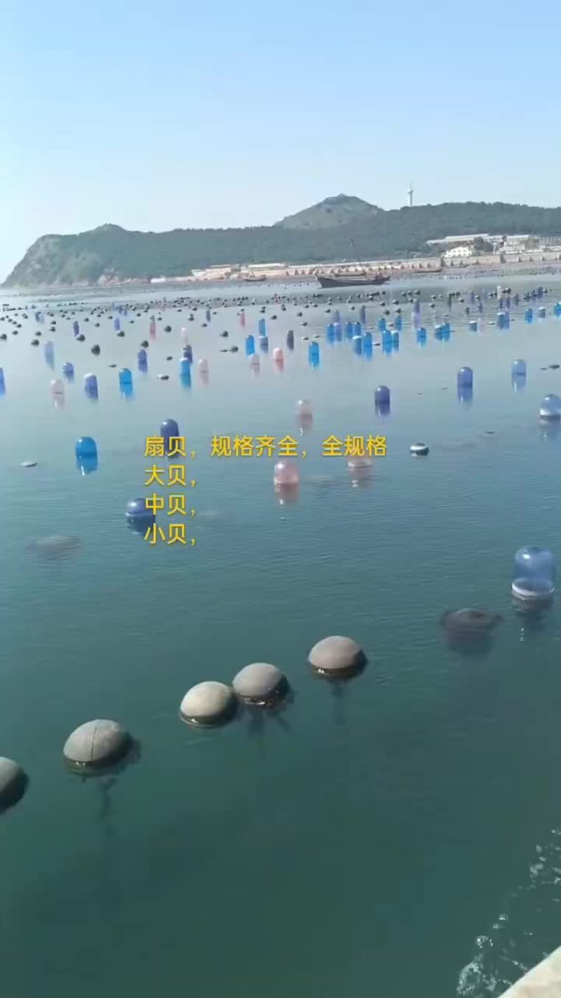 扇贝