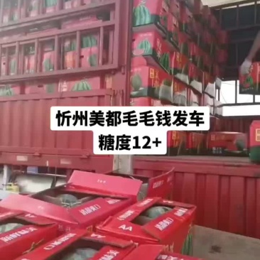 无籽美都，大量供应