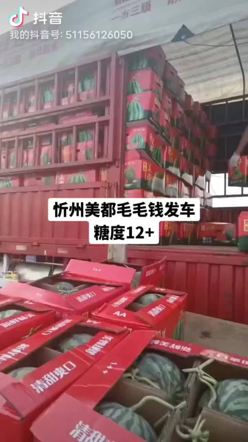 无籽美都，大量供应