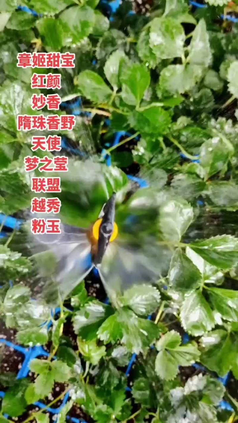 基地穴盘苗可以发苗了，裸根苗8月20号左右开始起苗发货，