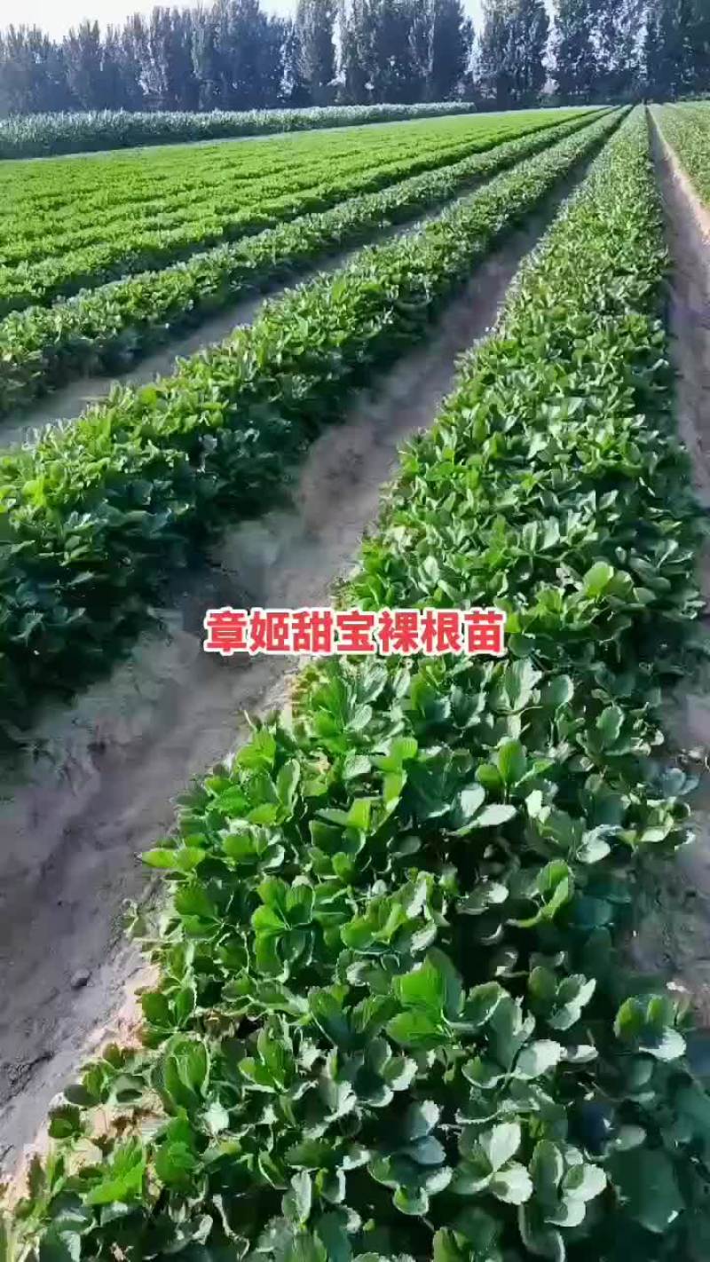 基地穴盘苗可以发苗了，裸根苗8月20号左右开始起苗发货，