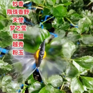 基地穴盘苗可以发苗了，裸根苗8月20号左右开始起苗发货，