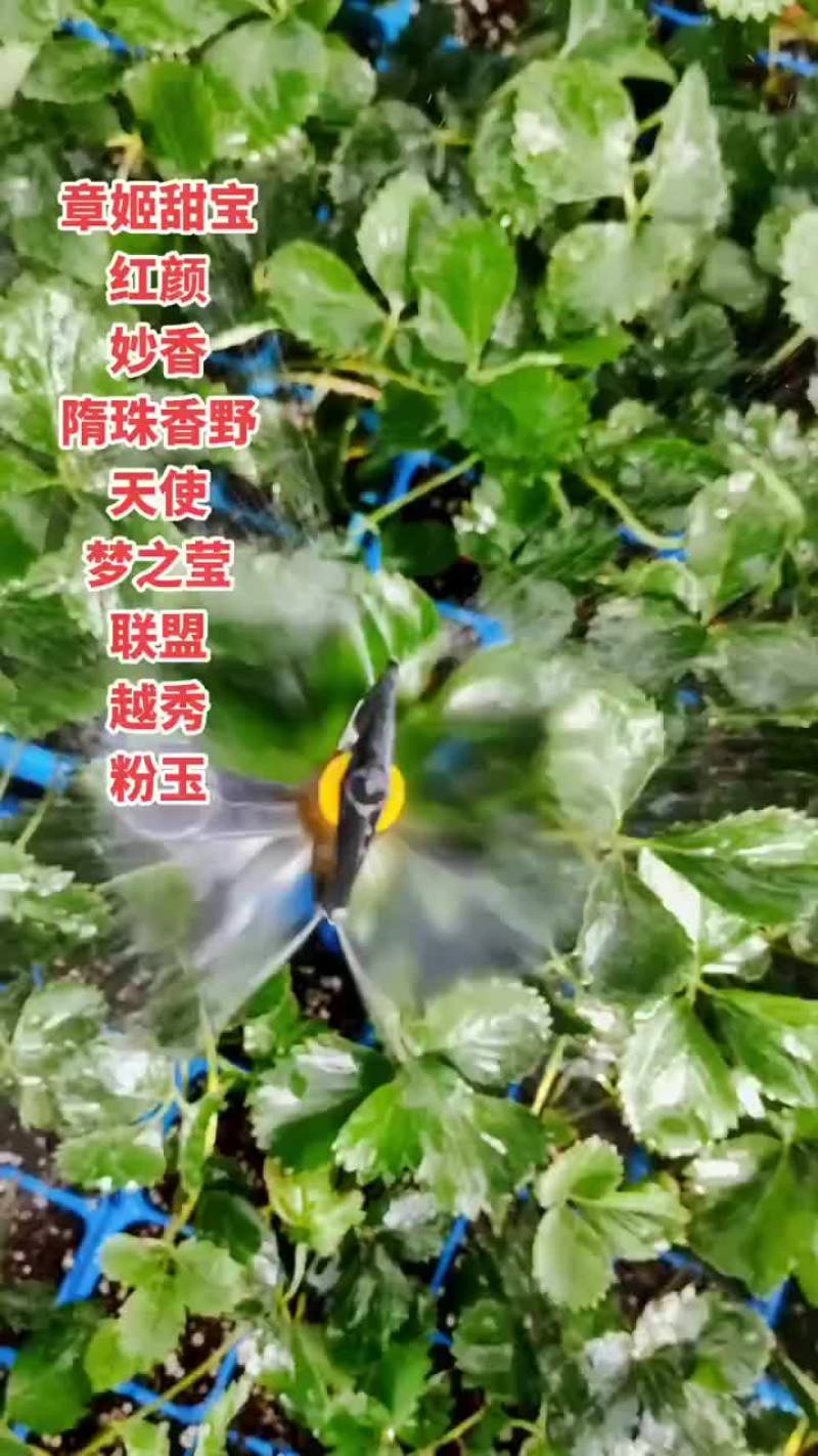 基地穴盘苗可以发苗了，裸根苗8月20号左右开始起苗发货，