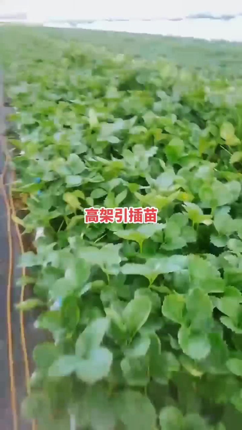 基地穴盘苗可以发苗了，裸根苗8月20号左右开始起苗发货，