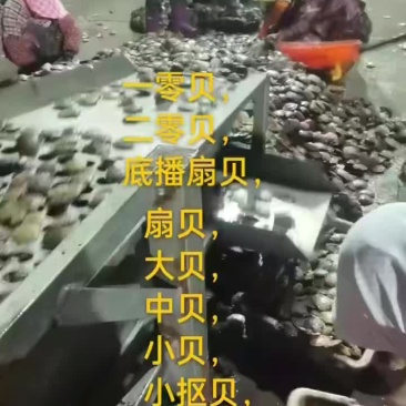 扇贝