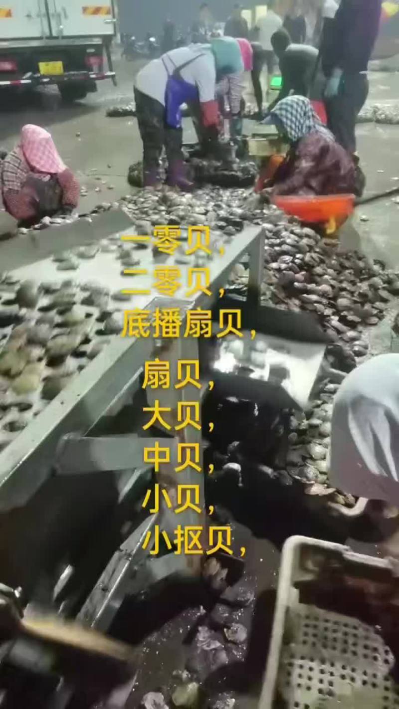 扇贝