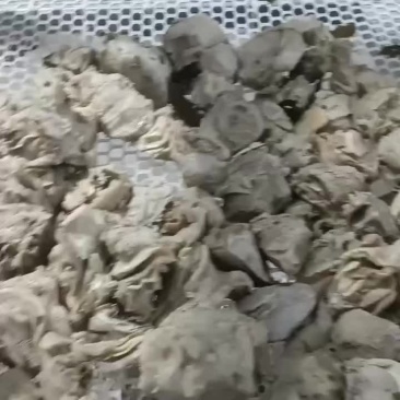 10分熟，五香羊奶扎，适用于羊汤馆，爆炒，有需要的老板可