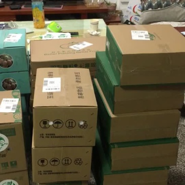 陕西猕猴桃