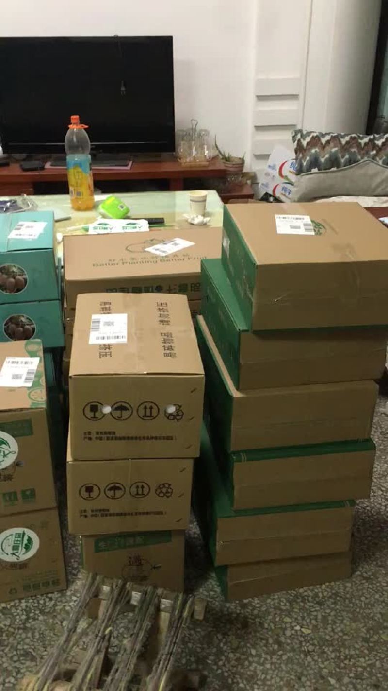 陕西猕猴桃