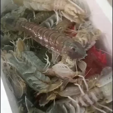 皮皮虾大量上市中..欢迎全国老板致电联系规格齐全量大从优