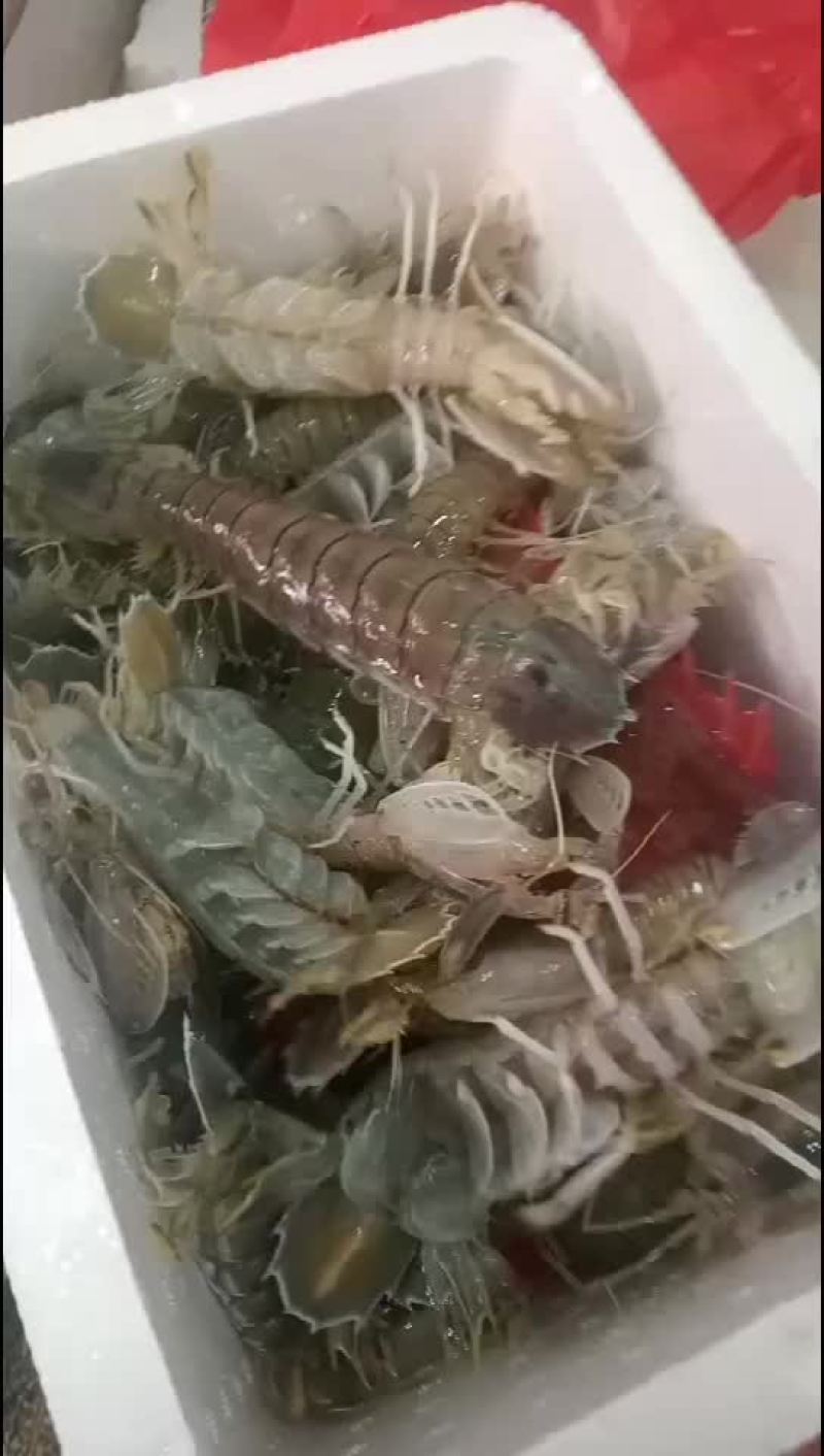 皮皮虾大量上市中..欢迎全国老板致电联系规格齐全量大从优