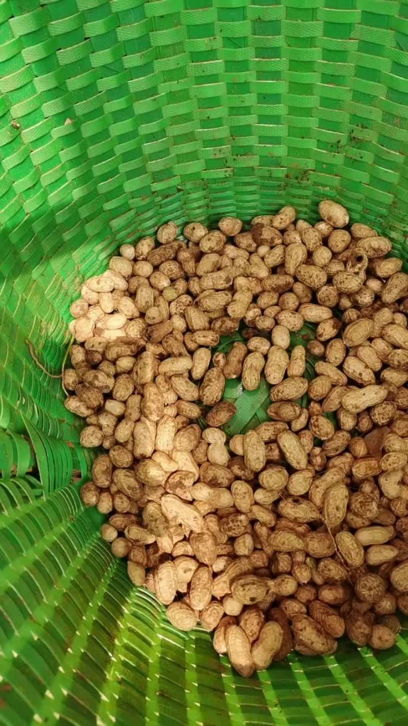 花生天府3号花生9616花生白玉花生308花生花生大全花生供应分类点击查
