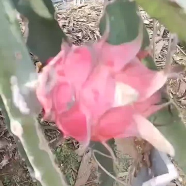 火龙果