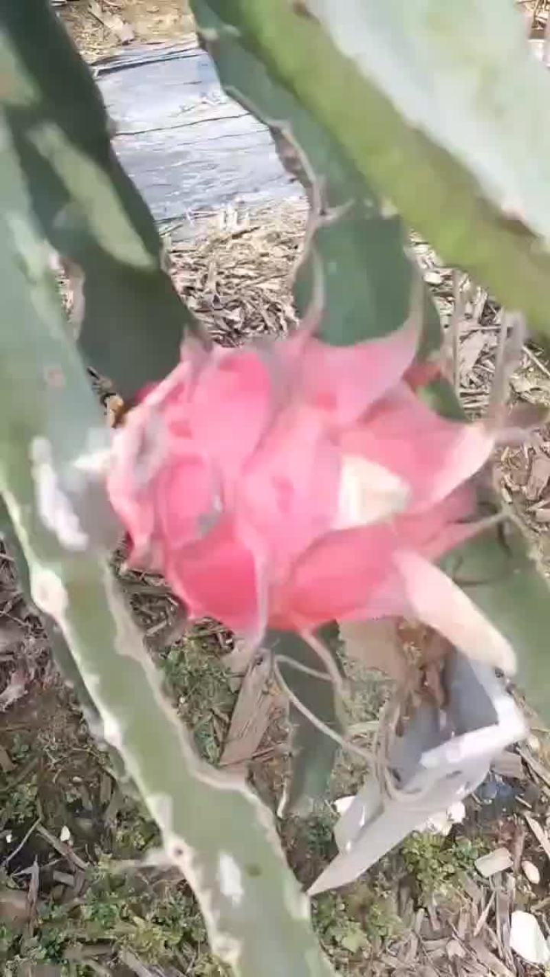 火龙果