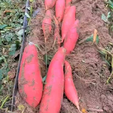 唐山烟薯25