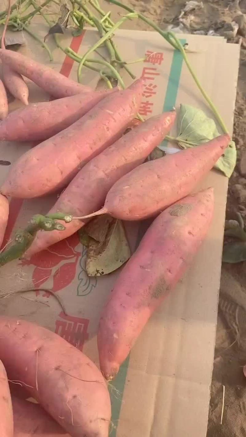 唐山烟薯25