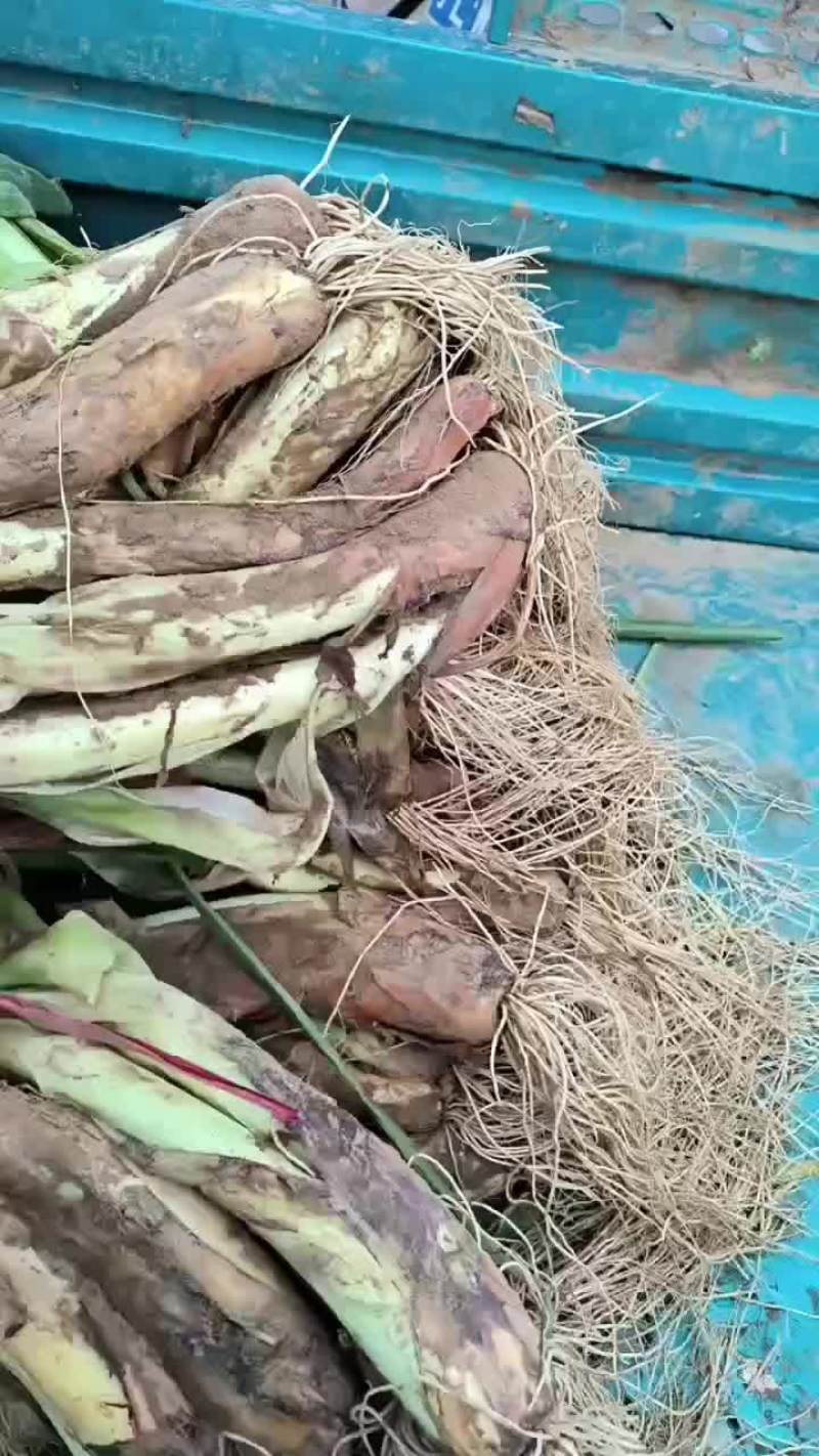 红葱