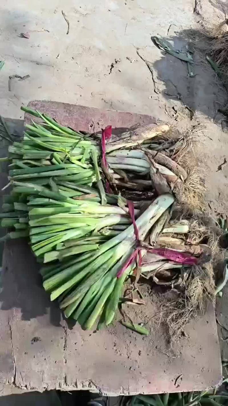 红葱