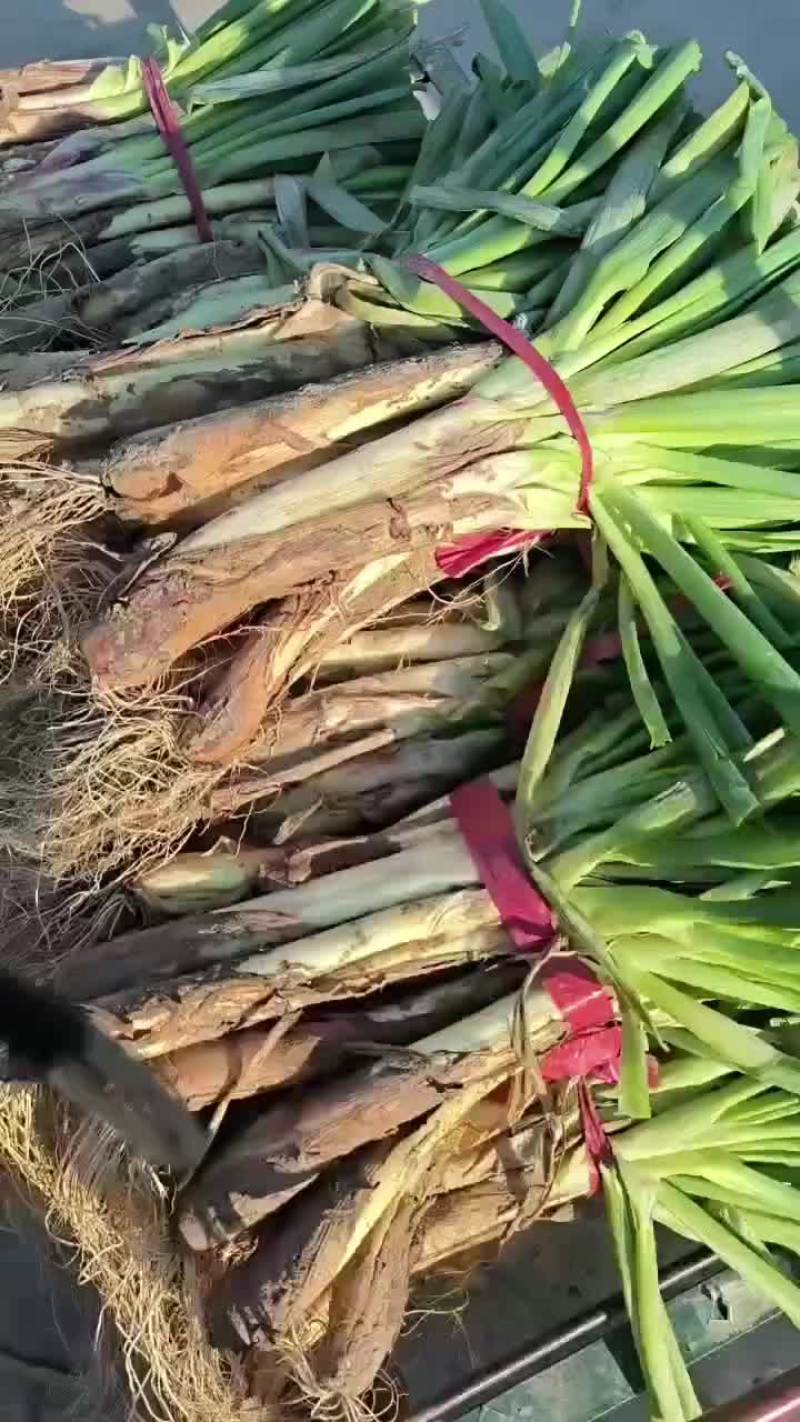 红葱