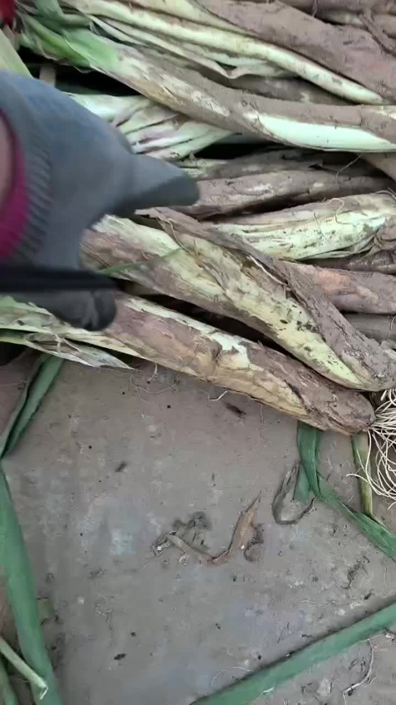 红葱