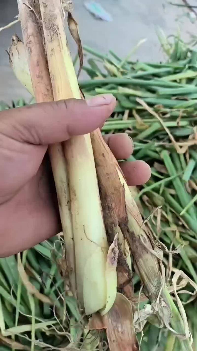 红葱