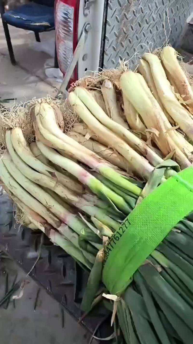 红葱