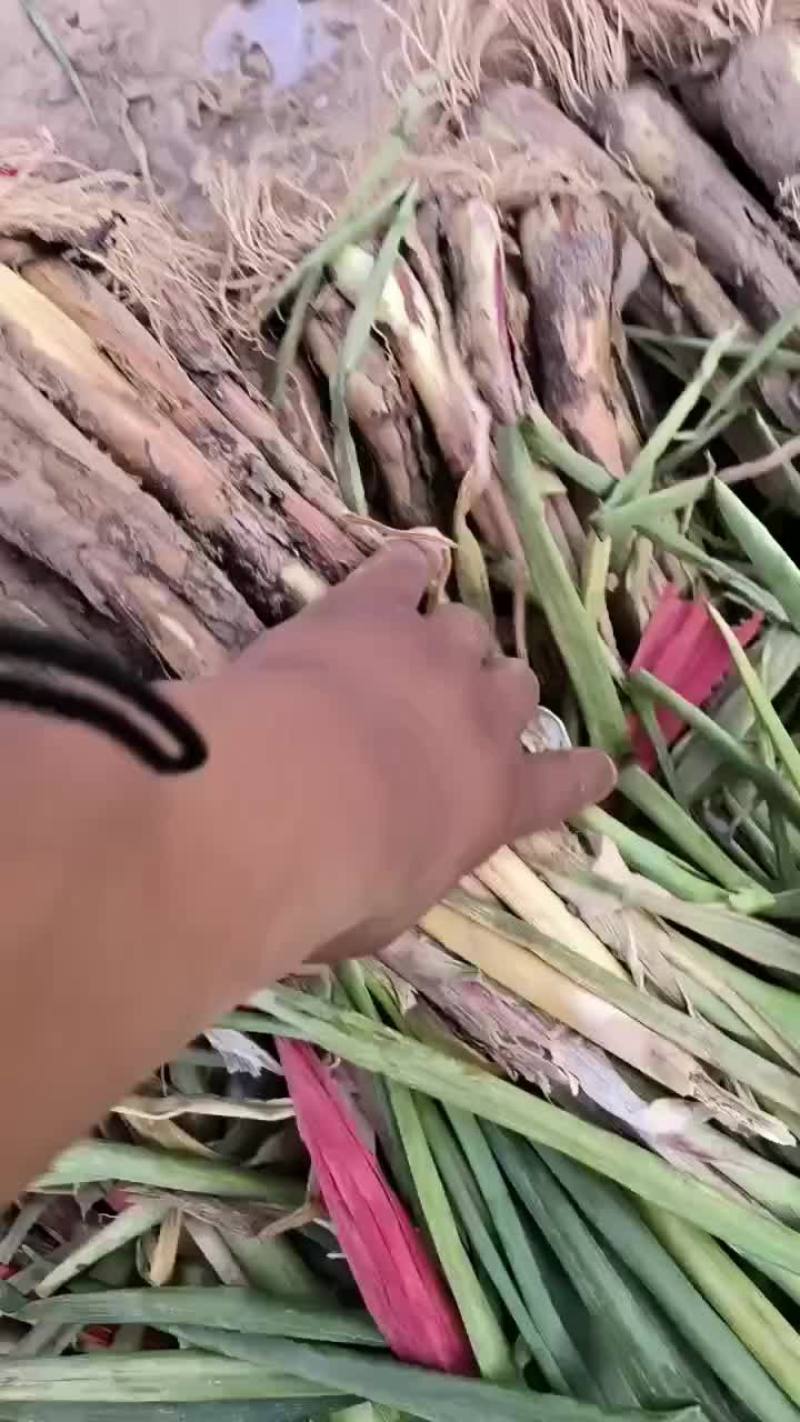 红葱