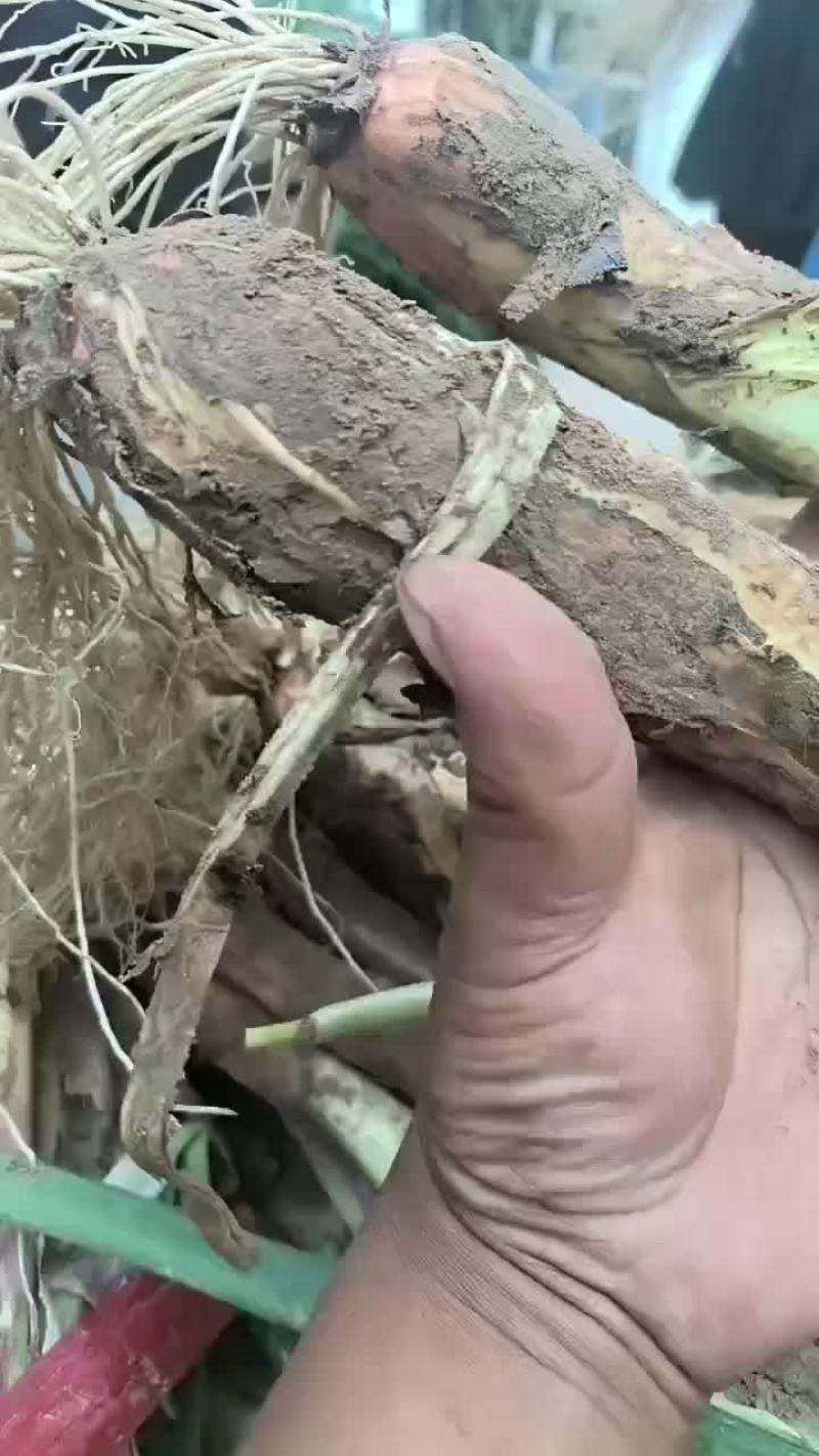 红葱