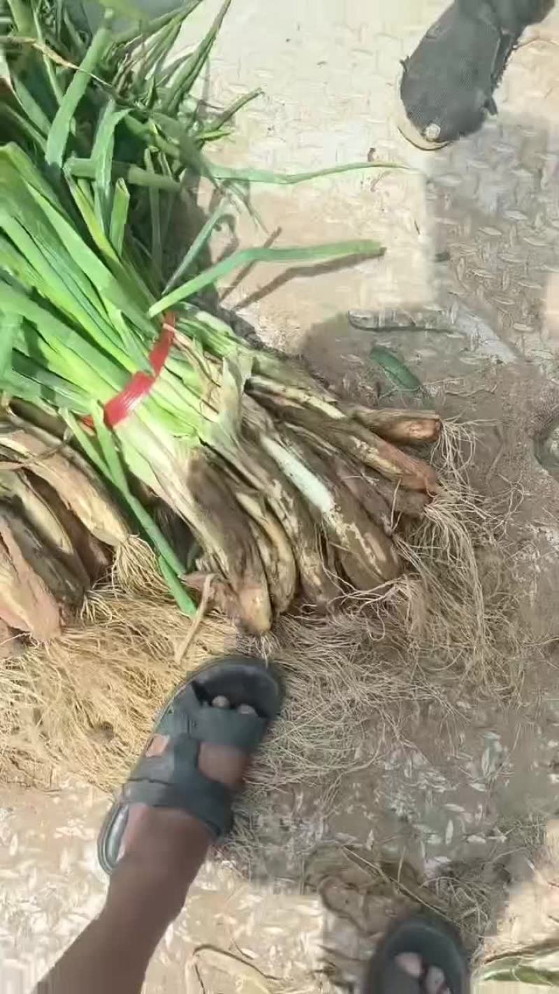 红葱