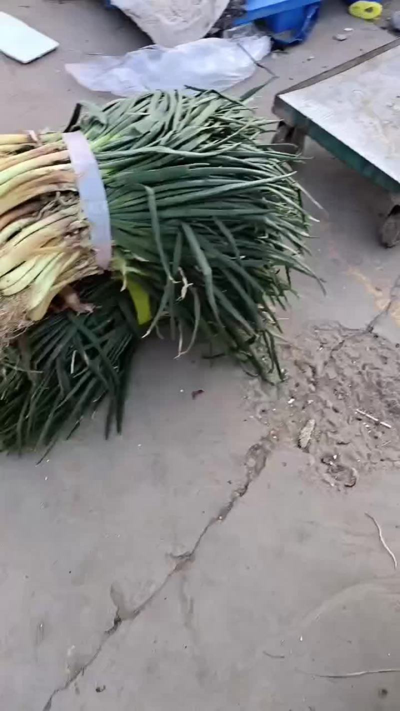 红葱