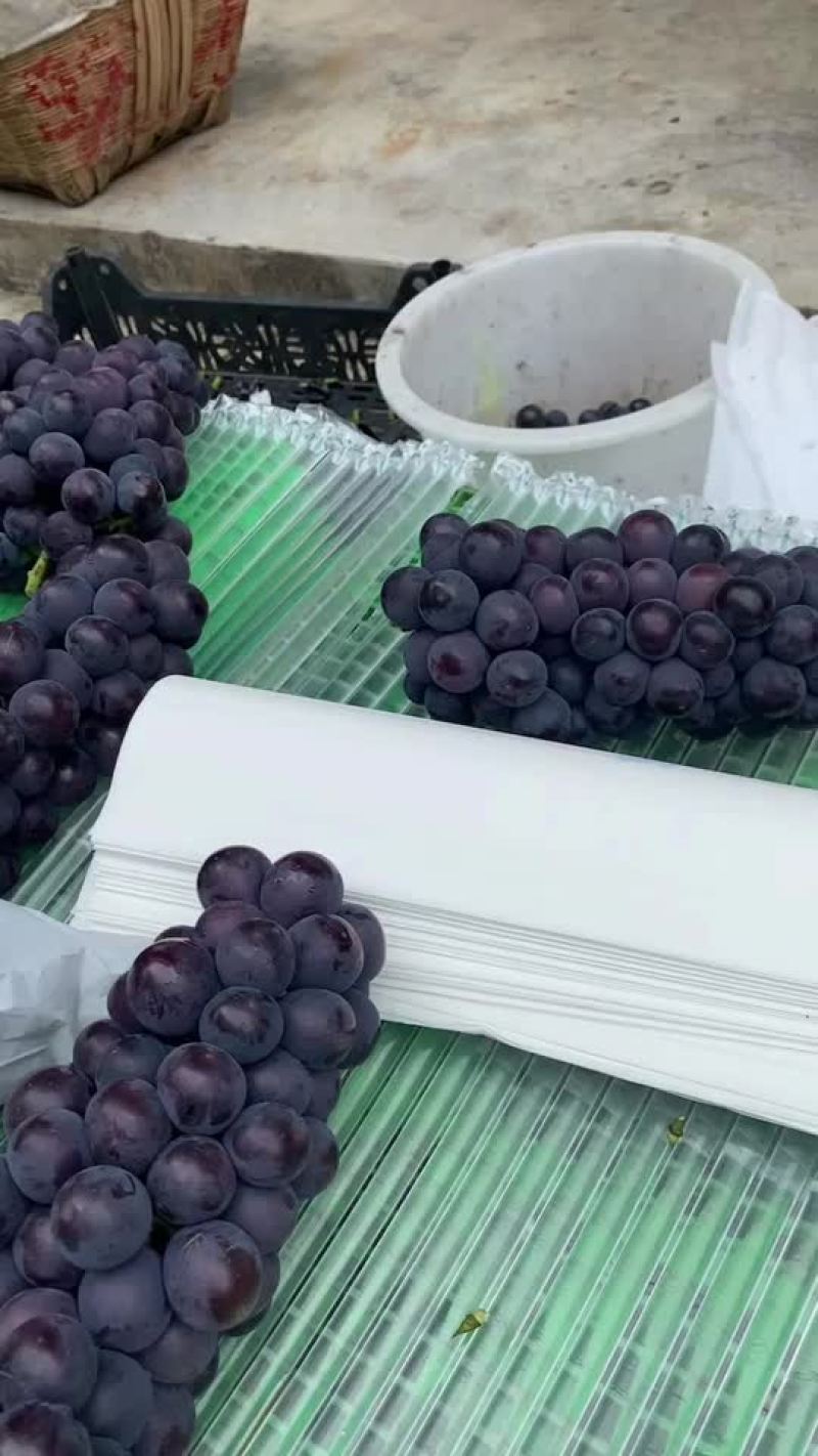 宝鸡市巨峰葡萄产地价