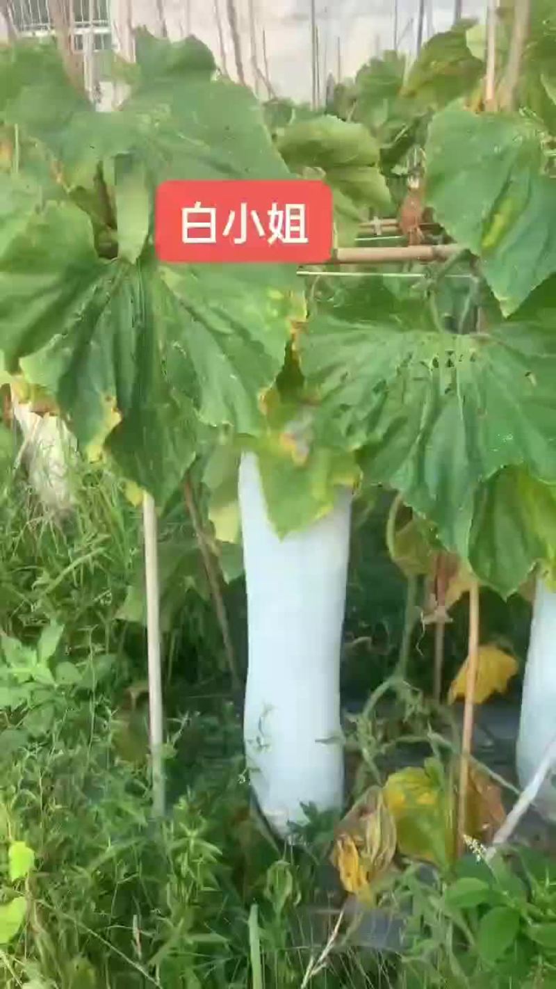 白皮吊冬瓜