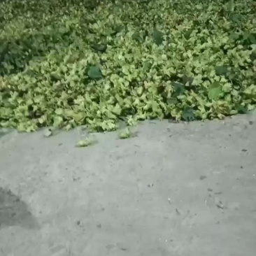 榛子