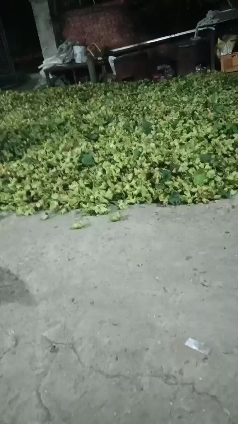 榛子