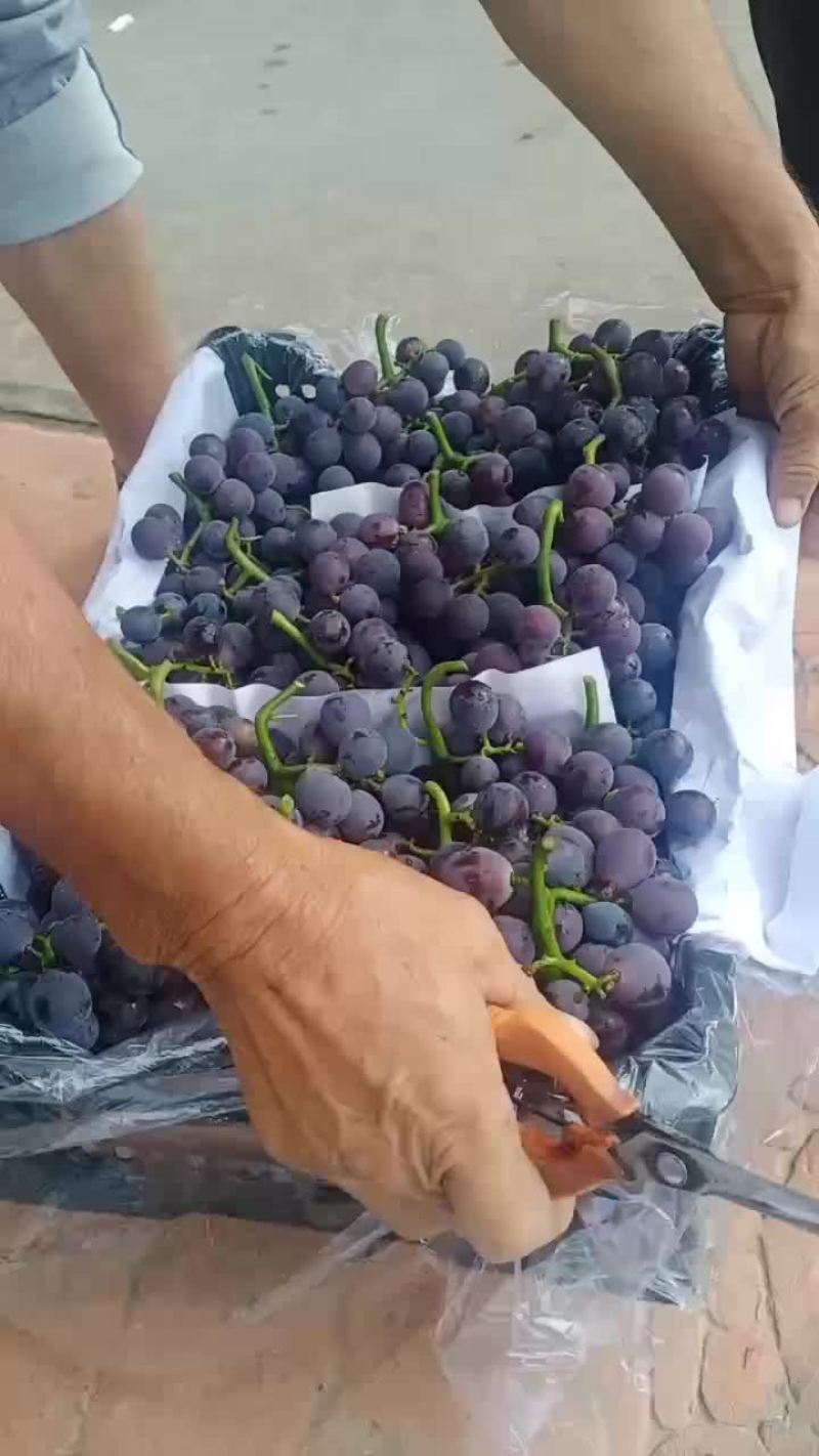 巨峰葡萄