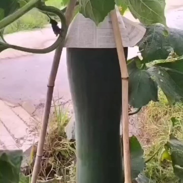 黑皮吊冬瓜