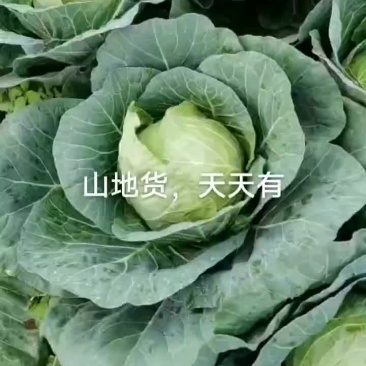 小铁头大量有货