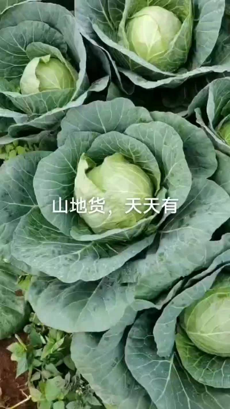 小铁头大量有货