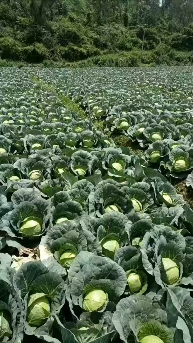 小铁头大量有货