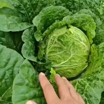 大白菜