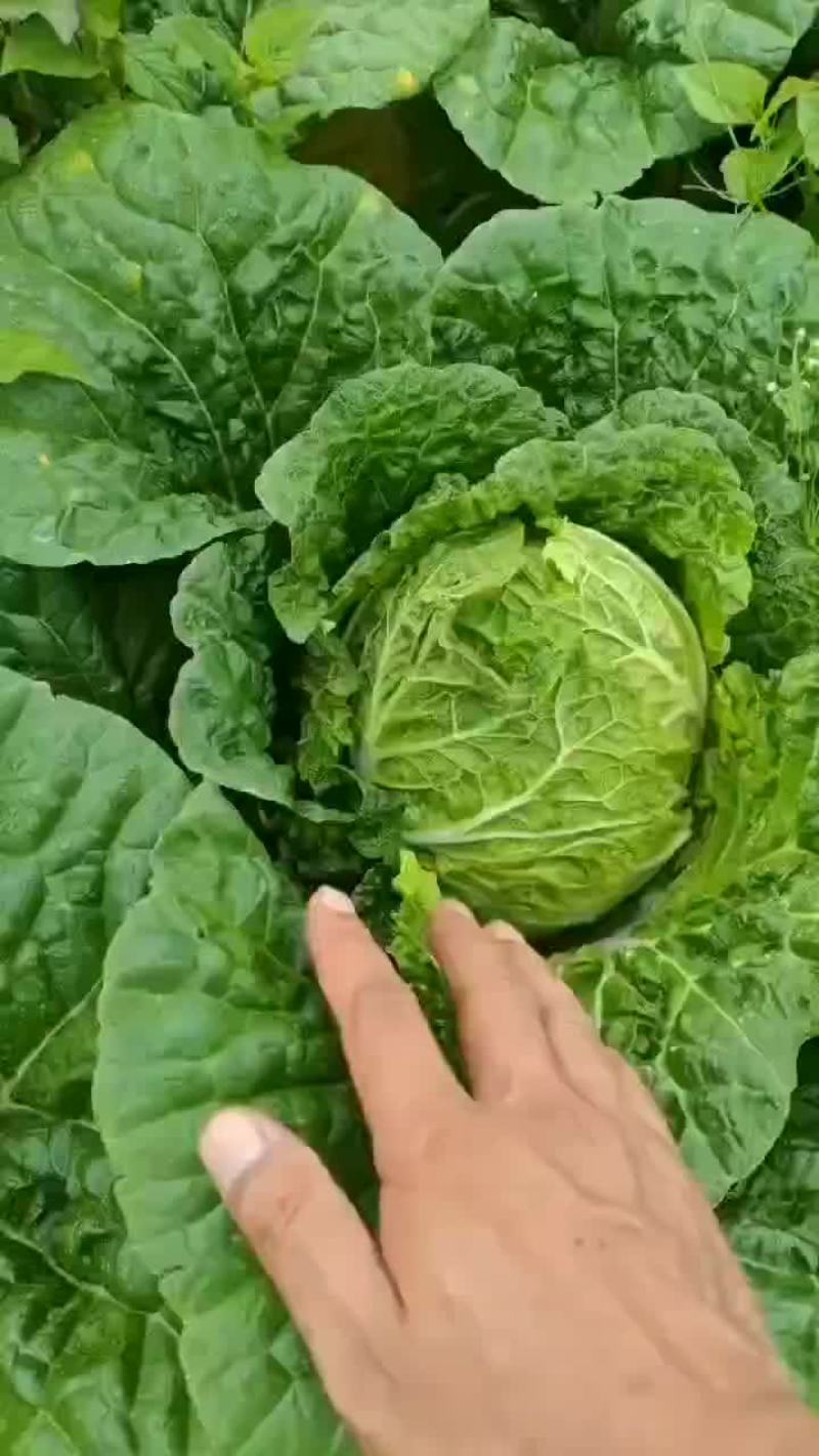 大白菜