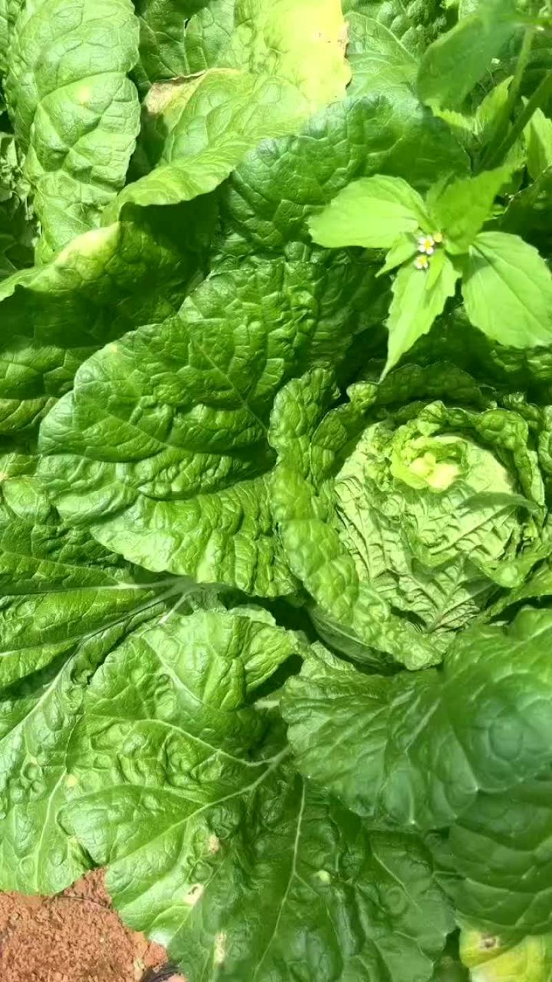大白菜