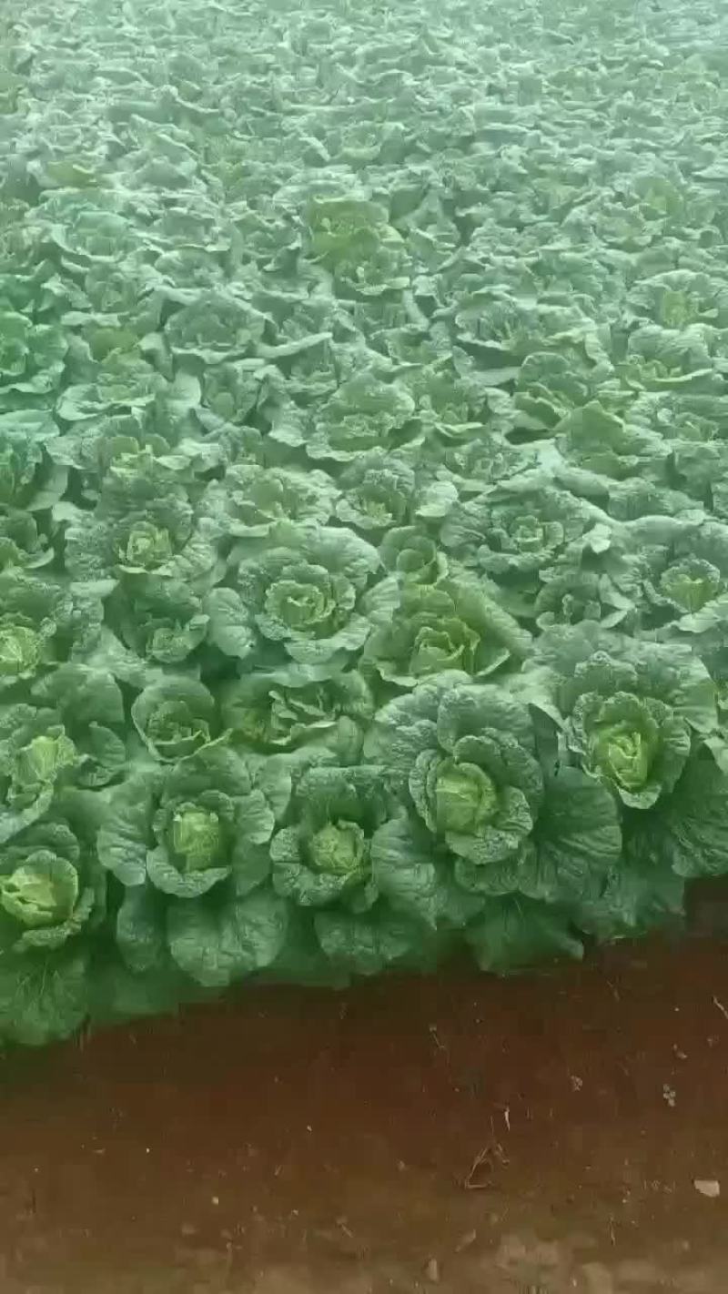 大白菜