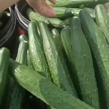 大量黄瓜