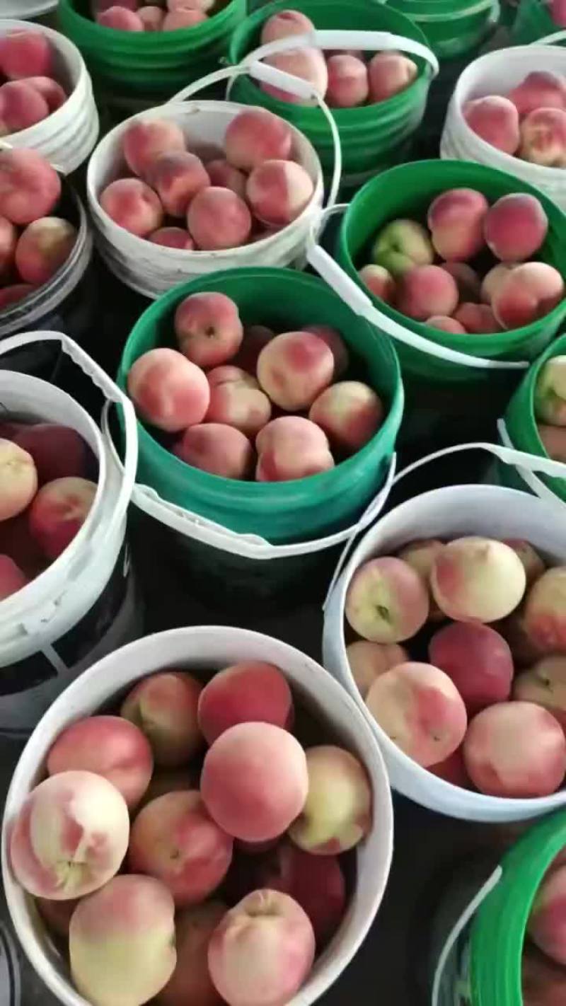 永连密桃