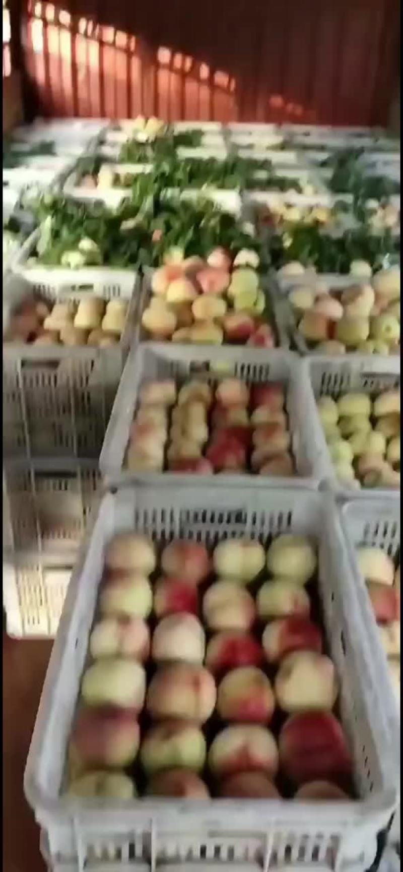 永连密桃