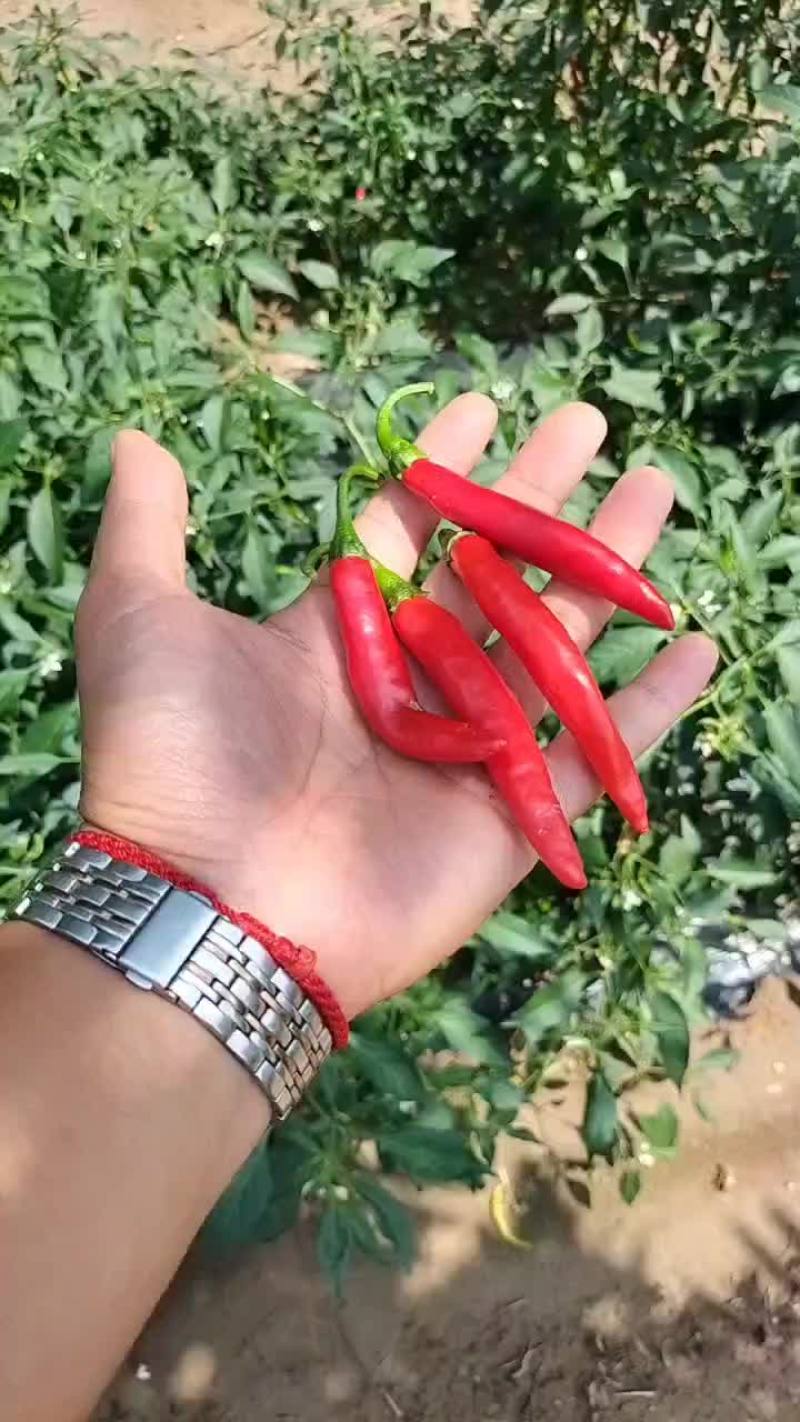 鲜辣椒